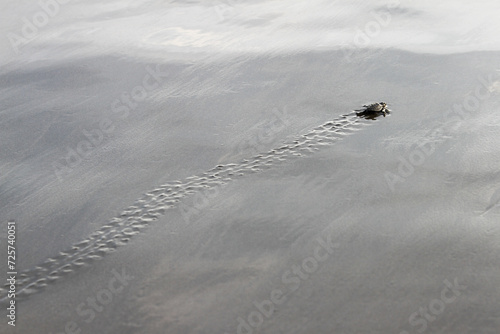 Baby Green Olive Ridley turtle hatchling on ocean beach in Costa Rica  photo