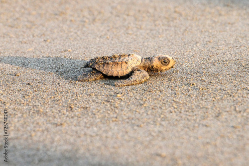 Baby Green Olive Ridley turtle hatchling on ocean beach in Costa Rica 
