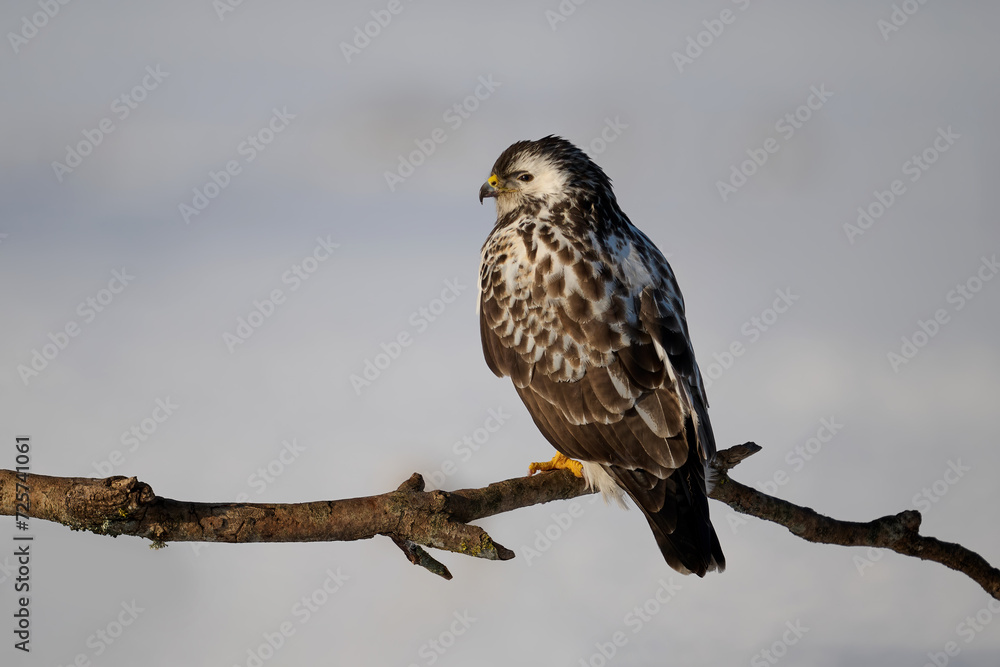 Obraz premium Common buzzard (Buteo buteo)