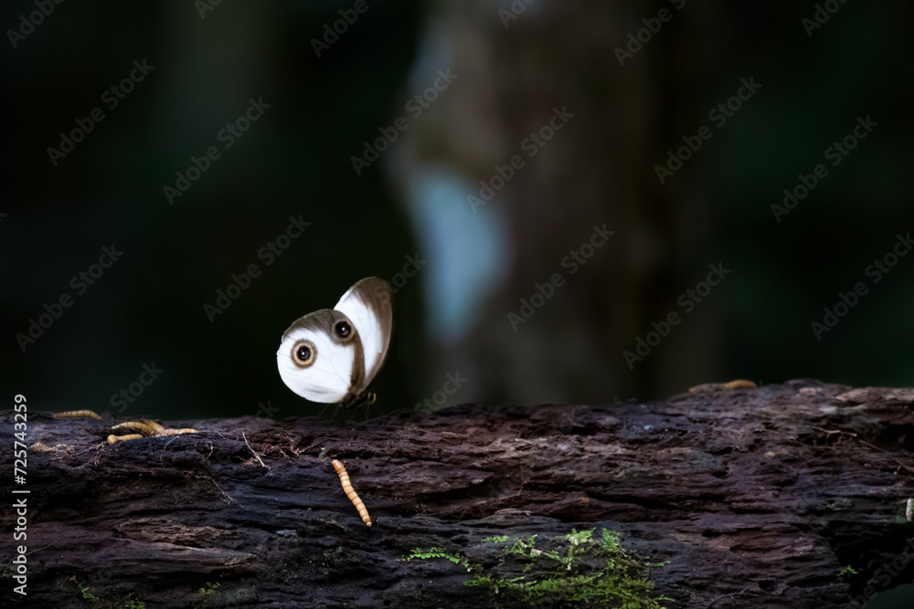 Taenaris catops or the silky owl observed in Nimbokrang in West Papua, Indonesia Taenaris catops or the silky owl observed in Nimbokrang in West Papua, Indonesia