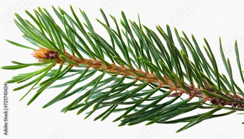 branch of a pine isolated cutout on white