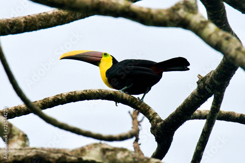Chestnut mandible Toucan on branch in Costa Rica photo