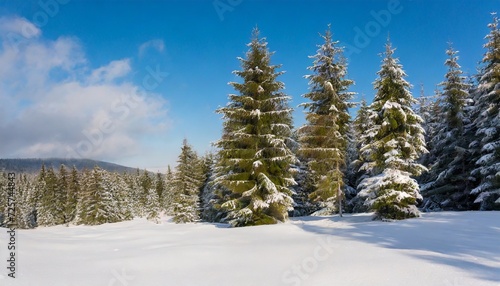 awesome winter landscape with spruces covered in snow