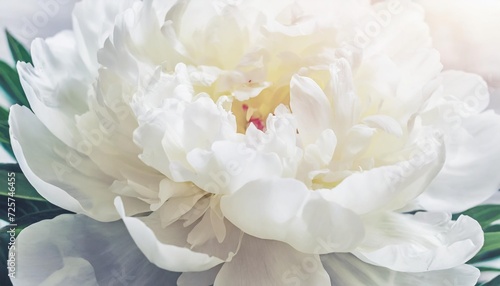 white peony flower petals macro floral background for holiday brand design © Diann