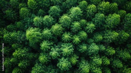 An Aerial Exploration of Forest Majesty: Capturing the Rich Textures, Vibrant Patterns, and Lush Beauty of the Treetops, Highlighting the Natural Depth and Hidden Wonders of the Forest Canopy photo
