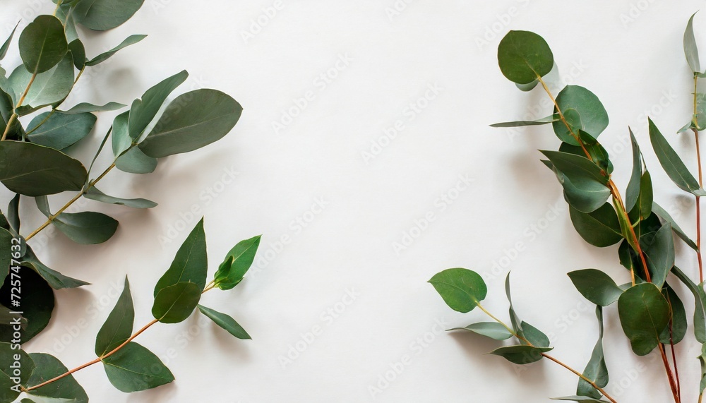 green leaves eucalyptus on white background flat lay top view