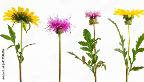 set with beautiful wild dried meadow flowers isolated on white background