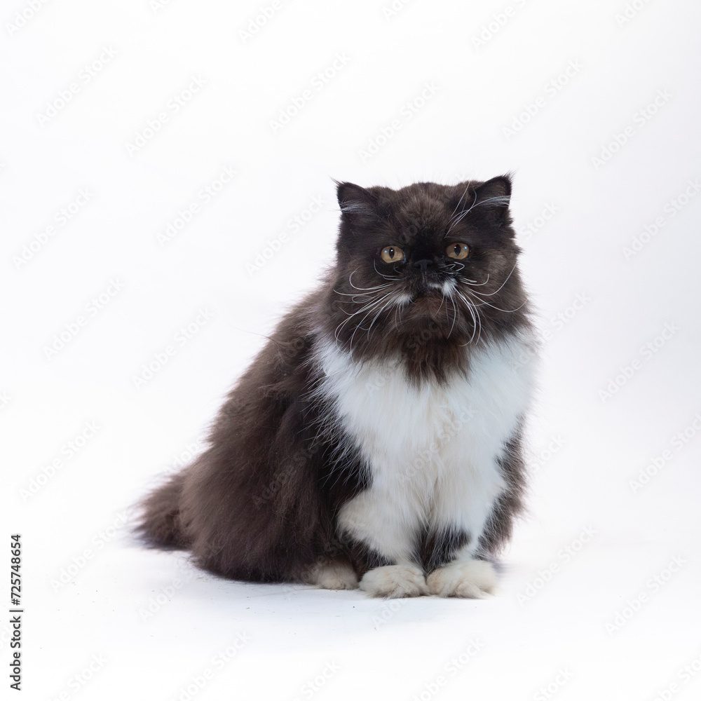 Persian black and white Cat on white background