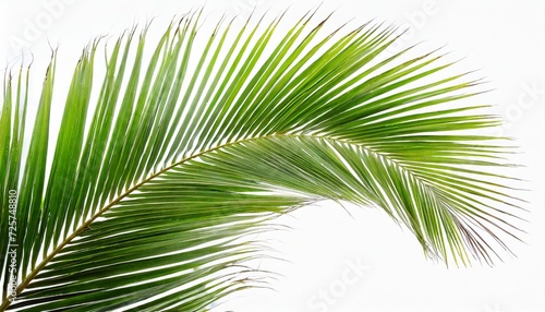 tropical coconut palm leaf isolated on white background © Francesco