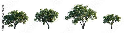 Common Fig Ficus carica frontal set trees shrub mulberry medium and small isolated png on a transparent background perfectly cutout  photo