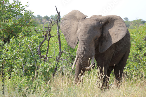 Canvas Print Afrikanischer Elefant / African elephant / Loxodonta africana