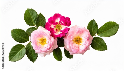 small pink rose flowers in a floral arrangement isolated on white or transparent background