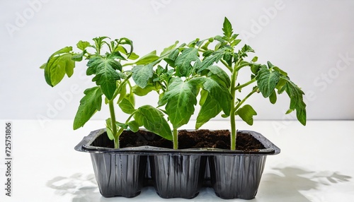 plastic pack containing three seedlings of tomato solanum lycopersicum or lycopersicon esculentum ready for transplanting into a home garden isolated