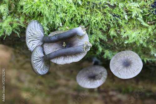 Arrhenia epichysium, small grey mushroom growing on spruce log in Finland, no common English name