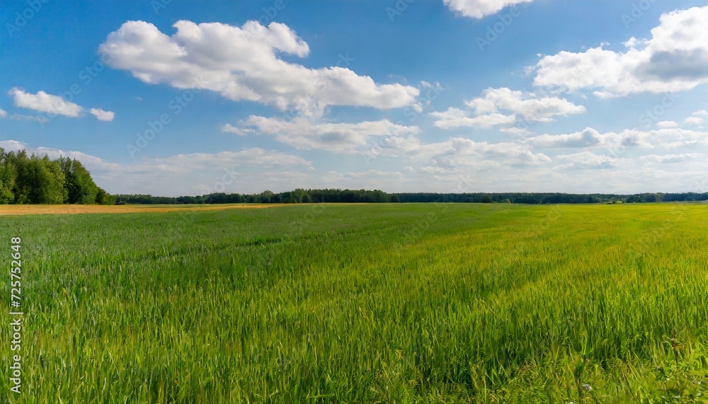 summer landscape photography of a large green field