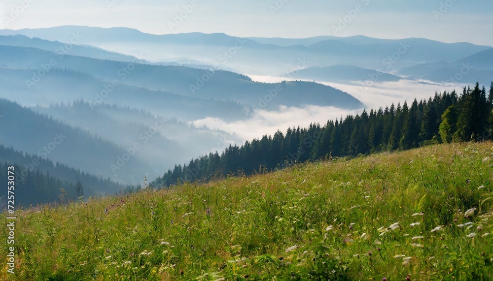 mountainous rural landscape of ukraine with grassy meadow on a misty morning in summer green carpathian countryside scenery with forest behind the pasture on a hill fog in the distant valley