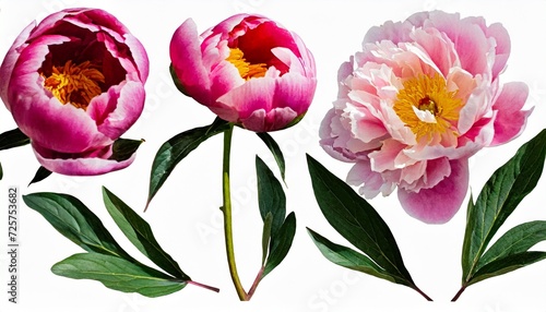 set of peonies flower vintage pink color watercolor spring collection of hand drawn flowers botanical plant illustration elegant watercolor transparent background png