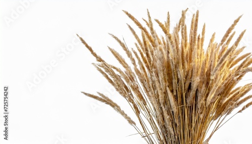 a bundle of dry meadow grass with spikelets isolated on a white background fluffy spikelets on long stems design element for creating collage or design