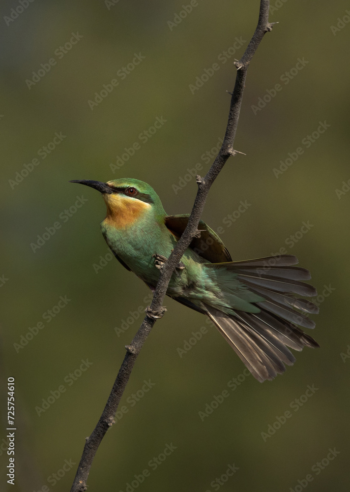 Blue-cheeked bee-eater fanjing its tail perched on acacia tree at Jasra, Bahrain Blue-cheeked bee-eater fanjing its tail perched on acacia tree at Jasra, Bahrain