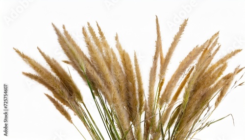 a bundle of dry meadow grass with spikelets isolated on a white background fluffy spikelets on long stems design element for creating collage or design