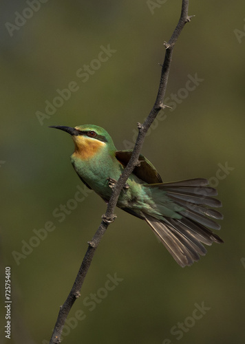 Blue-cheeked bee-eater fanjing its tail perched on acacia tree at Jasra, Bahrain