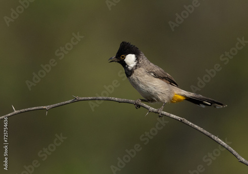 Portrait of a White-cheeked bulbul perched on a tree