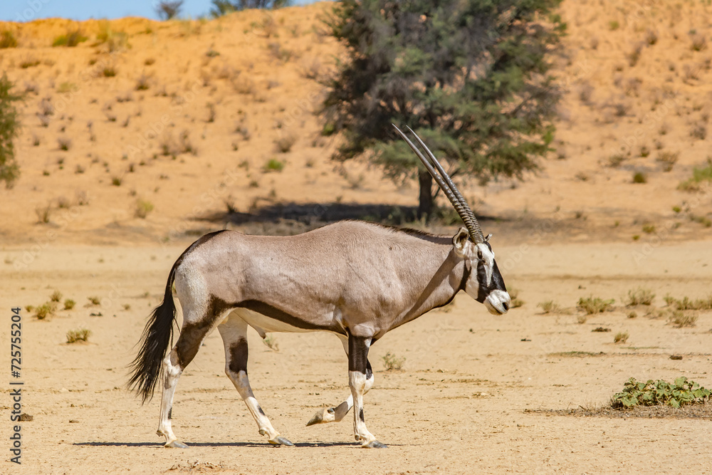 Naklejka premium Oryx walking in the desert
