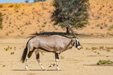 Oryx walking in the desert
