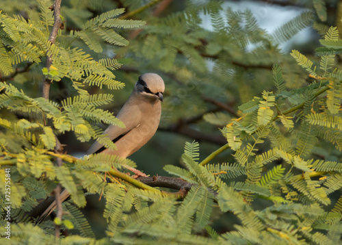 Grey Hypocolius perched on acacia tree, Bahrain photo