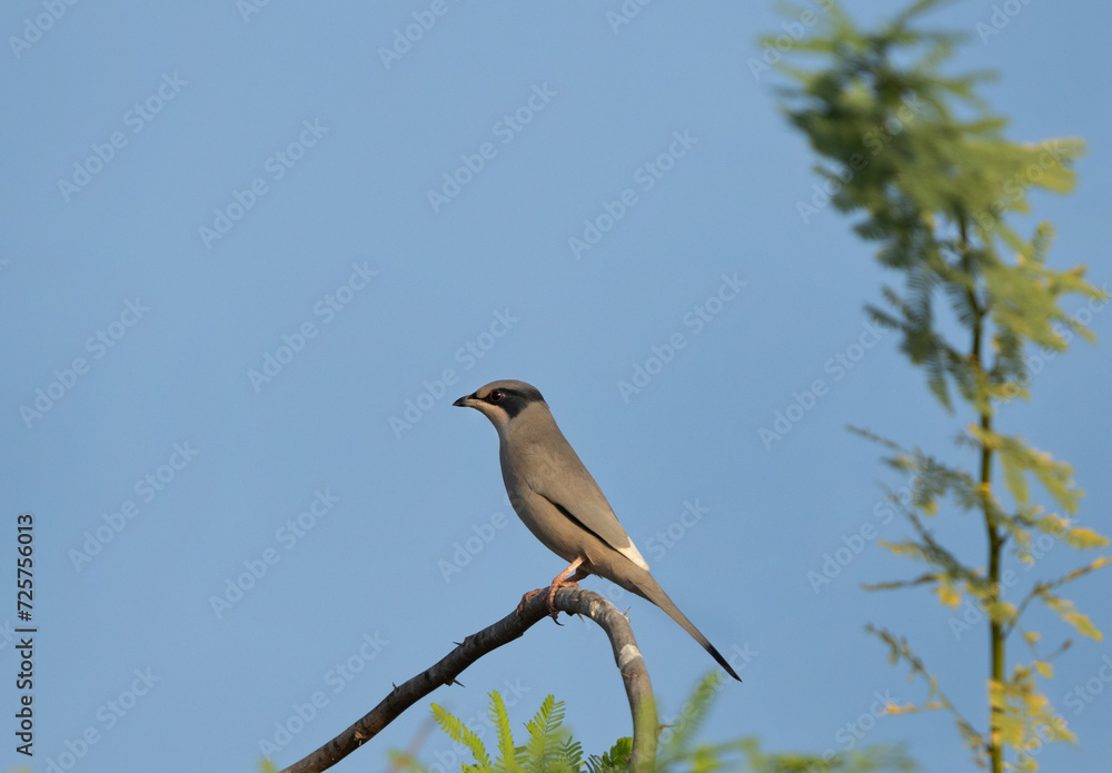 Grey Hypocolius perched on acacia tree in the morning hours, Bahrain Grey Hypocolius perched on acacia tree in the morning hours, Bahrain