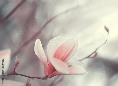 Delicate pink magnolia flower close up. Artistic photo in pastel gray pink pale colors.
