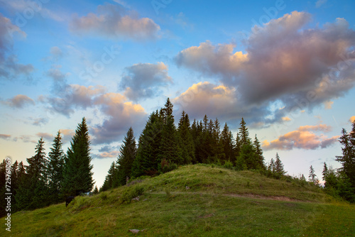 Fir trees on a green hill against the backdrop of the sunset sky