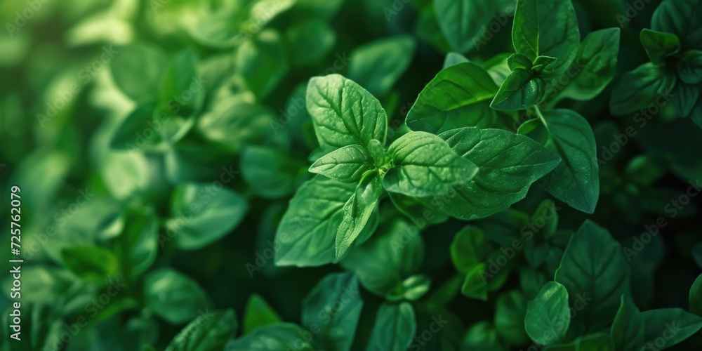 A detailed view of a plant with lush green leaves. Perfect for botanical or nature-themed projects A detailed view of a plant with lush green leaves. Perfect for botanical or nature-themed projects