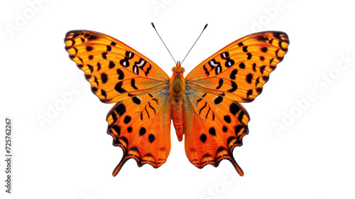 Beautiful orange butterfly, transparent or isolated on white background