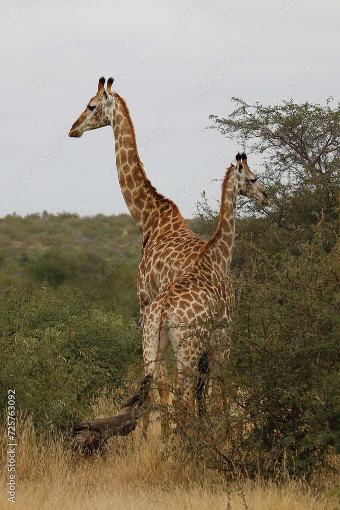 Obraz premium Giraffe / Giraffe / Giraffa camelopardalis