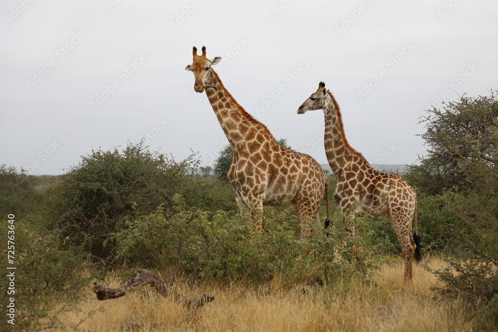 Obraz premium Giraffe / Giraffe / Giraffa camelopardalis