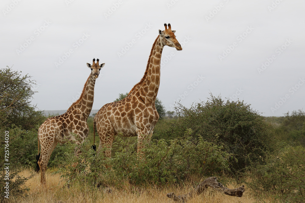 Obraz premium Giraffe / Giraffe / Giraffa camelopardalis