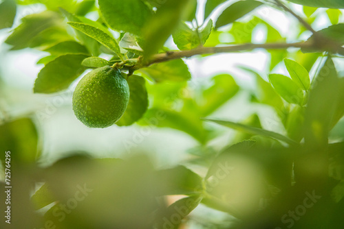 Close-up of Lemons on Tree  photo