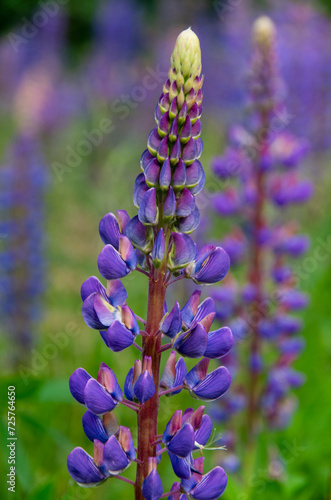 Blüten einer violetten Lupine (Lupinus), Makroaufnahme, selektiver Fokus photo