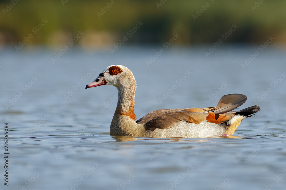 Obraz premium Egyptian goose
