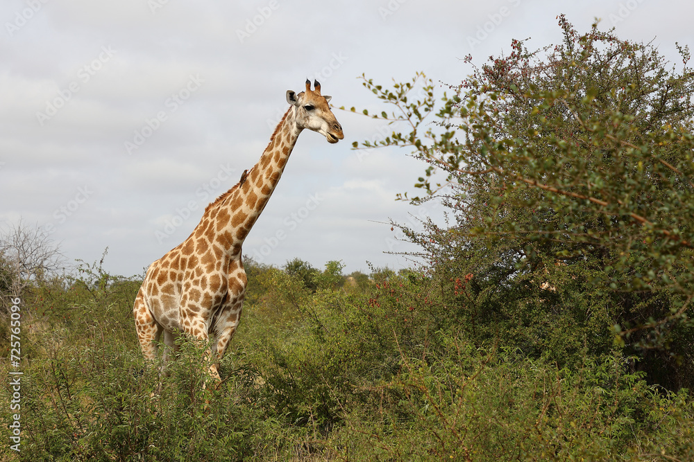 Obraz premium Giraffe / Giraffe / Giraffa camelopardalis