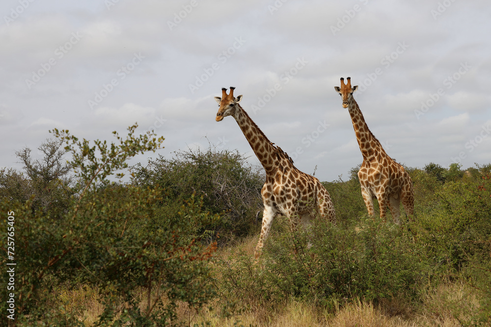 Obraz premium Giraffe / Giraffe / Giraffa camelopardalis