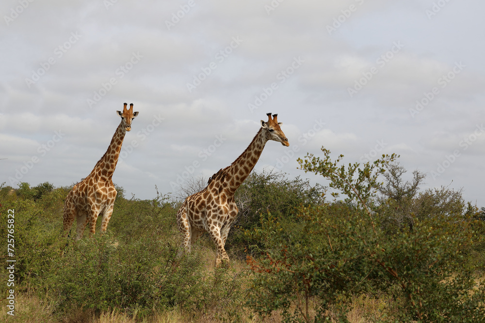Fototapeta premium Giraffe / Giraffe / Giraffa camelopardalis