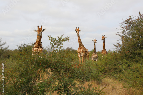 Photography Giraffe / Giraffe / Giraffa camelopardalis