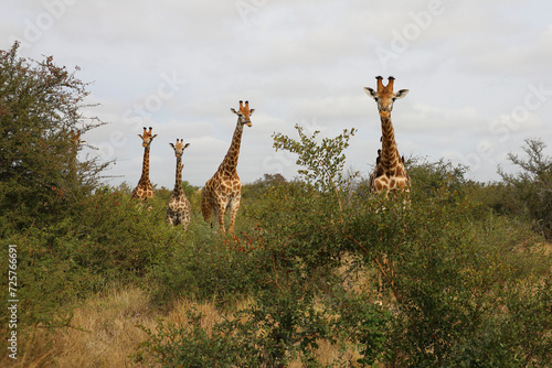 Canvas Print Giraffe / Giraffe / Giraffa camelopardalis