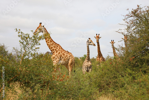 Canvas Print Giraffe / Giraffe / Giraffa camelopardalis