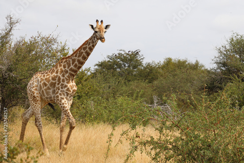 Giraffe   Giraffe   Giraffa camelopardalis