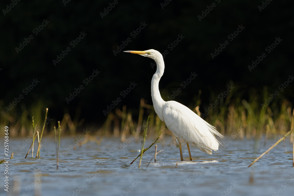 Fototapeta premium Great egret - Heron