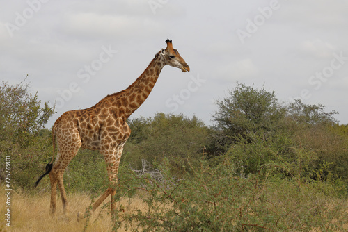 Canvas Print Giraffe / Giraffe / Giraffa camelopardalis