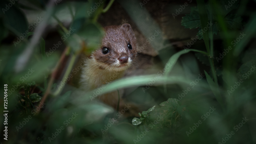 Common weasel peeking through foliage (Mustela nivalis), a curious gaze. Common weasel peeking through foliage (Mustela nivalis), a curious gaze.